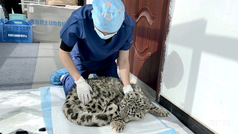 三江源国家公园，还正在创建祁连山国家公园、青海湖国家公园，这三个已建和在建国家公园面积占青海全省自然保护地总面积的75%。生态管护员是国家公园建设的重要力量之一，承担着守护绿水青山“最后一公里”的重要职责。同青海省近15万名生态管护员一样，哈雪兵长期驻守祁连山腹地，奔波在生态管护一线，多次参与野生动植物的救治。

“监测生态环境质量、野生动物行为轨迹，需要长期巡护，车轮到不了的地方，我们的双脚能到